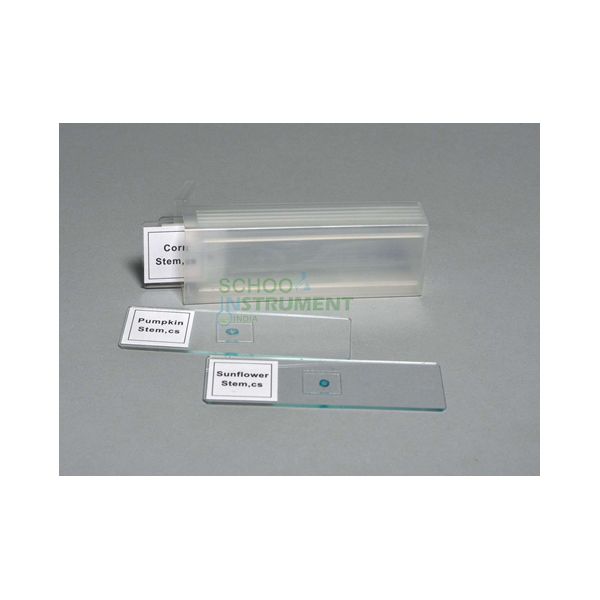 Prepared Slide Set of 4